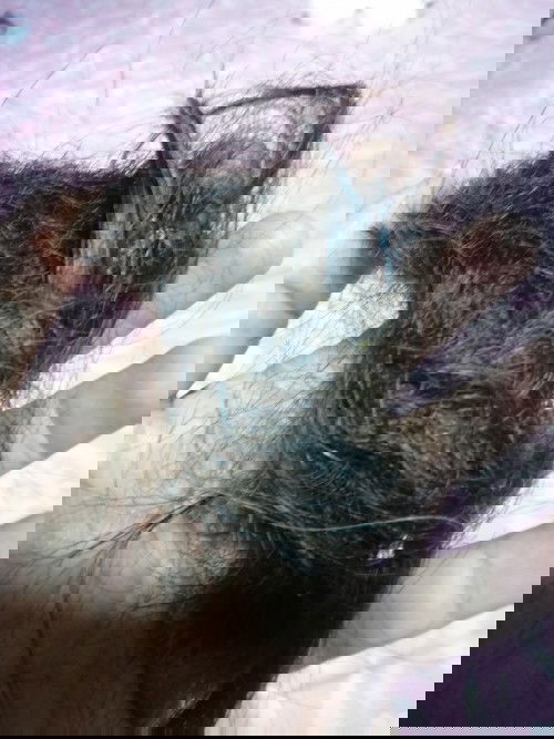 Ung akla ko na kapg nd nagsuklay mababaws paglalagas kaso nagbuhobuhol nmn kaya ginuputan ko nalang