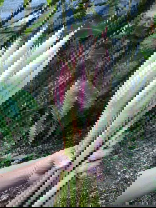 Panen Bunga Kecombrang