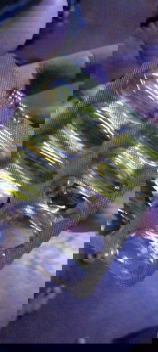 evening primerose