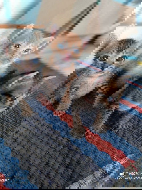 Aku hamil sbulan tpi ngflek trus knpa y bunda..