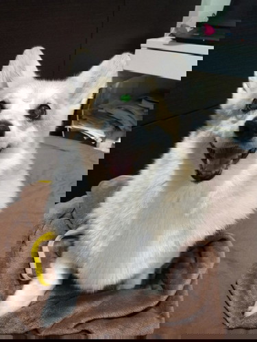 ขอคำแนะนำเลี้ยงลูกกับสุนัขด้วยกันหน่อยค่ะ