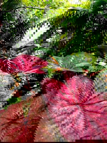 mahilig ba kayo sa plants mga mommies πβ€οΈ π¬π