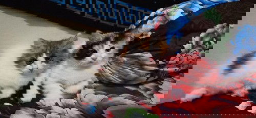 minta doanya supaya yg di dalam kandungan kuat. aamiin