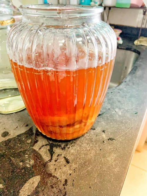 Kombucha Scoby hotel