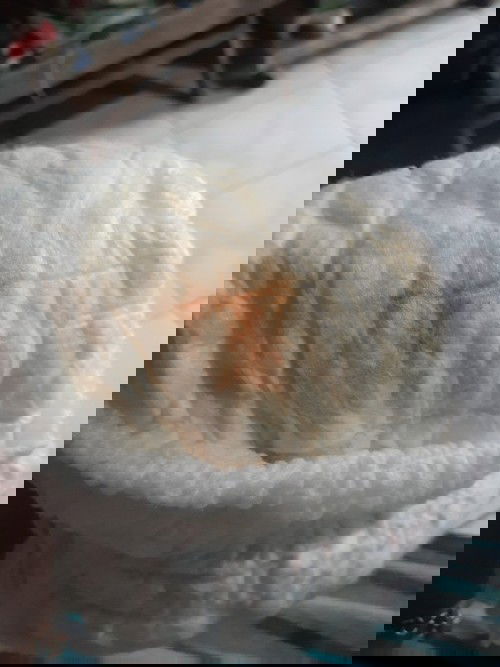 Haloo bunda mau tanya..