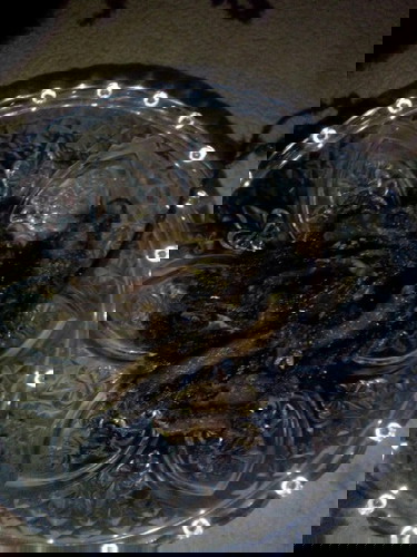 Goreng belut