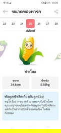 ขอสอบถามหน่อนค่ะท้อง26wแร้วเจบตรงจิ้มที่เราใวปัสสาว่ะน้ะค่ะแต่ฉี่ใม่แสบมันเป้นอัตรายยังใงใม่ค่ะ