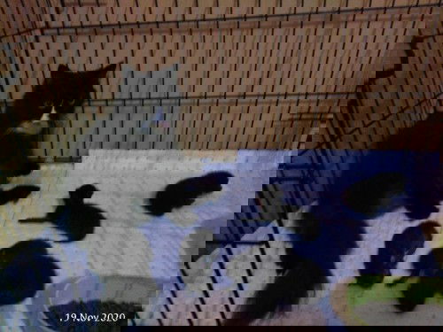 Lahir Kembar 5 normal