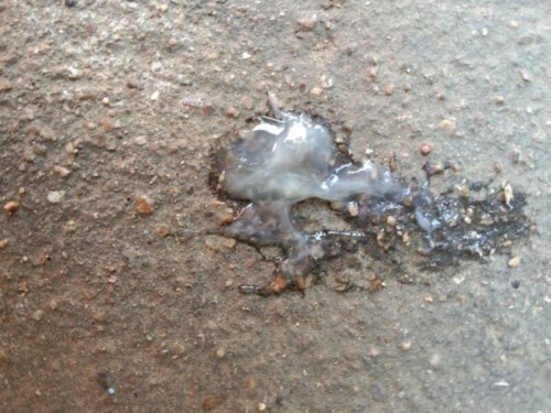 ขอคำแนะนำ.