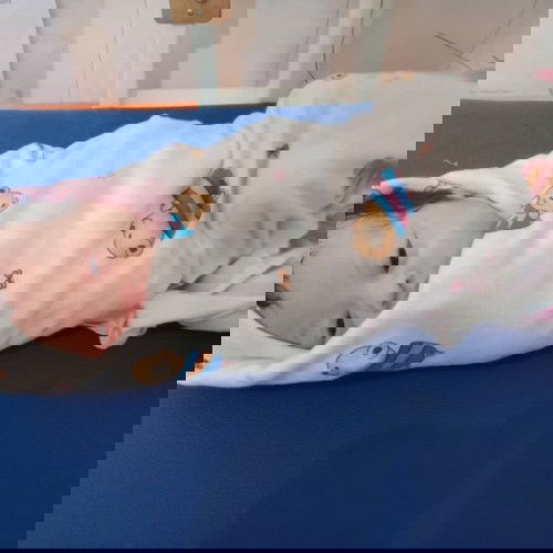 Hpl 21nov lahir 19nov