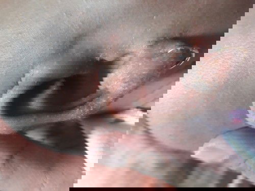 Daun telinga kulirnya mengelupas