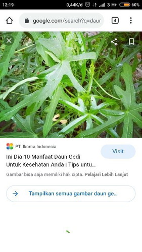 daun gedi