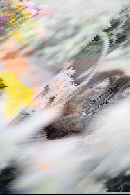 เลี้ยงแมวกับท้อง..ต้องดูแลตัวเองยังไงบ้าง?