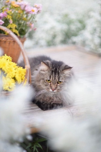 เลี้ยงแมวกับท้อง..ต้องดูแลตัวเองยังไงบ้าง?