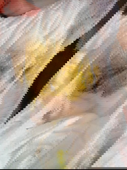 ลูก​ๆแม่บ้านไหนเคย​เป็น​ไหม​ค่ะ​