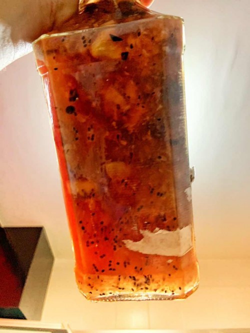 Kombucha F2