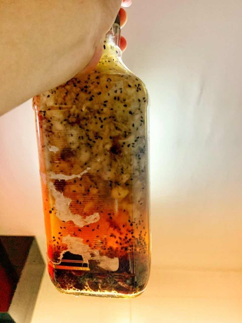 Kombucha F2