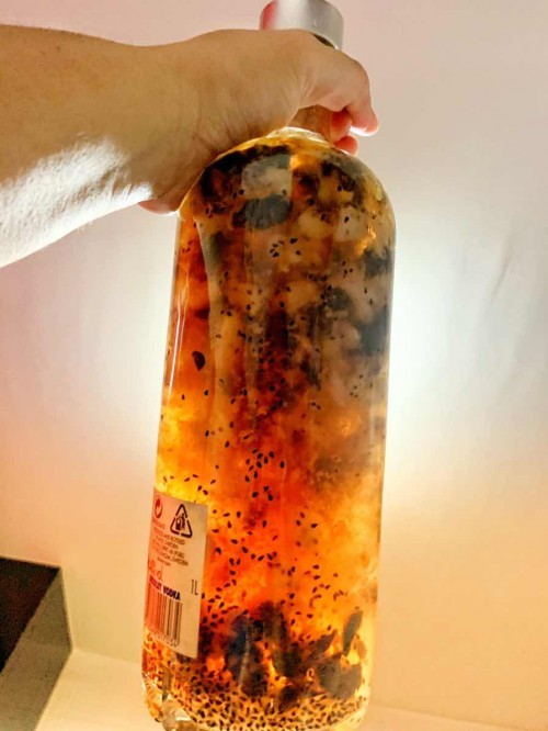 Kombucha F2
