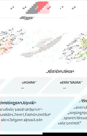 Ukuran bayi sudah seperti butiran beras..  Alhamdulillah