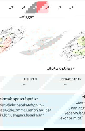 Ukuran bayi sudah seperti butiran beras.. Alhamdulillah