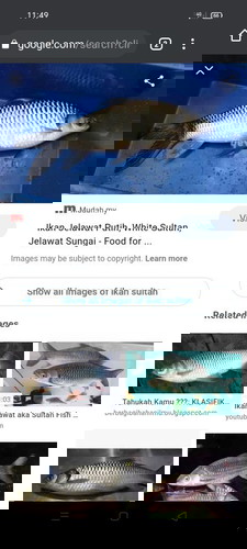 Hi semua,nak tanya boleh ke ibu hamil makan ikan jelawat/ikan sultan?
Kandungan sy skg 5w 2d...