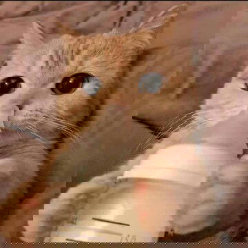 7 bulanan di kehamilan pertama