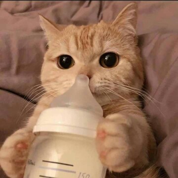 7 bulanan di kehamilan pertama