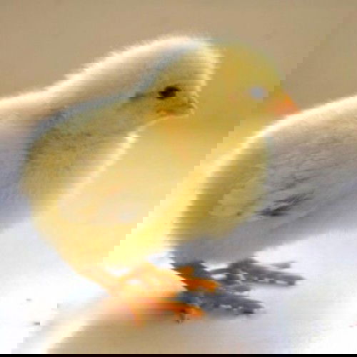 Anak ayam mainan favoritku!