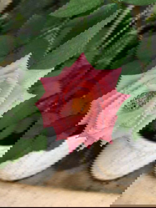 Ibu yg melahirkan normal dan SC sama-sama bertaruh nyawa