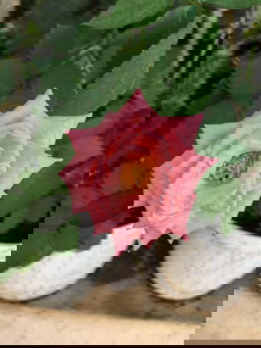 Ibu yg melahirkan normal dan SC sama-sama bertaruh nyawa