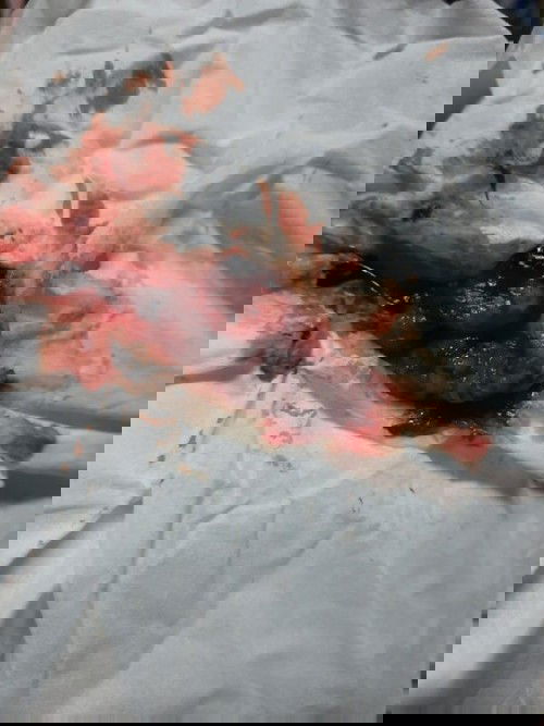 ขออภัยภาพอาจไม่น่าดูนักค่ะ
แต่คิดว่าลูกไม่น่าจะอยู่กับเราแล้ว😢