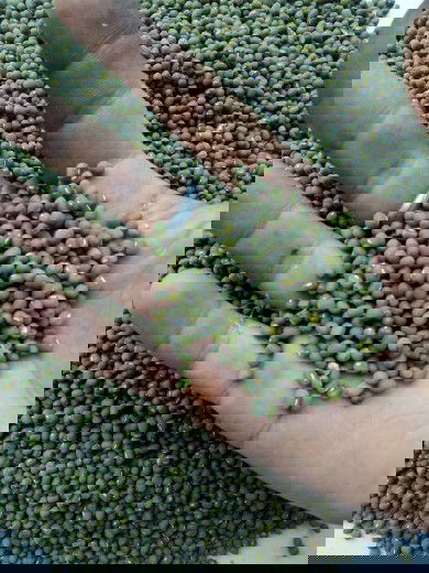 Kacang Hijau / Kacang Ijo