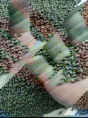 Kacang Hijau / Kacang Ijo