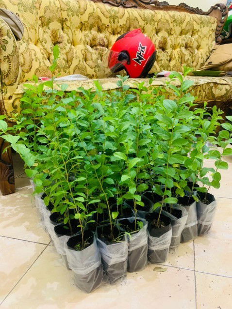 JUAL POHON BIDARA (ruqyah)