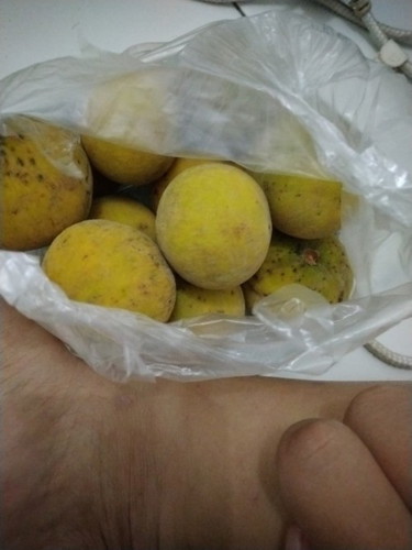 Buah Kecapi