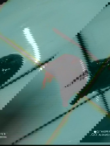 มีเลือดออกตอนท้อง2เดือน