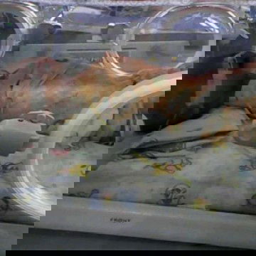 perjuangan ku dan bayi kecilku#ibujuara