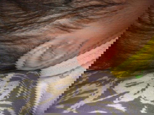 Bentuk kuping berbeda