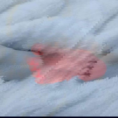 Perjuangan saya untuk menjadi #ibujuara