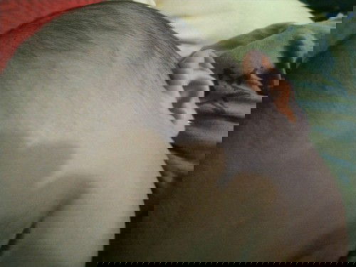 Kentut bayi bau busuk