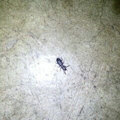 ใครพอจะทราบบ้างค่ะ ว่านี้คือแมงหรือแมลงอะไร