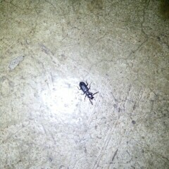 ใครพอจะทราบบ้างค่ะ ว่านี้คือแมงหรือแมลงอะไร