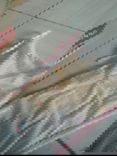 Dari pagi baru pipis sekali