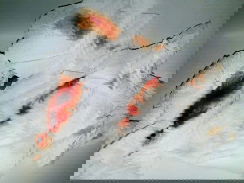 39W ตรวจภายในแล้วเลือดออก มีใครเลือดออกบ้างค่ะ หมอบอกว่าถ้ามีน้ำเดินหรือปวดท้องร่วมค่อยไปรพ.