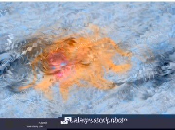 Barbie-ku yang Malang