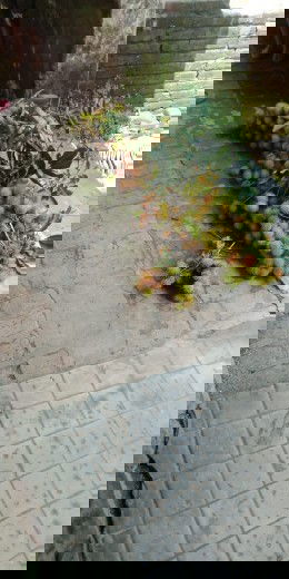 Saya mau tanya obat batu apa ya saya masih hamil 15week,,,gara gara makan rambutan