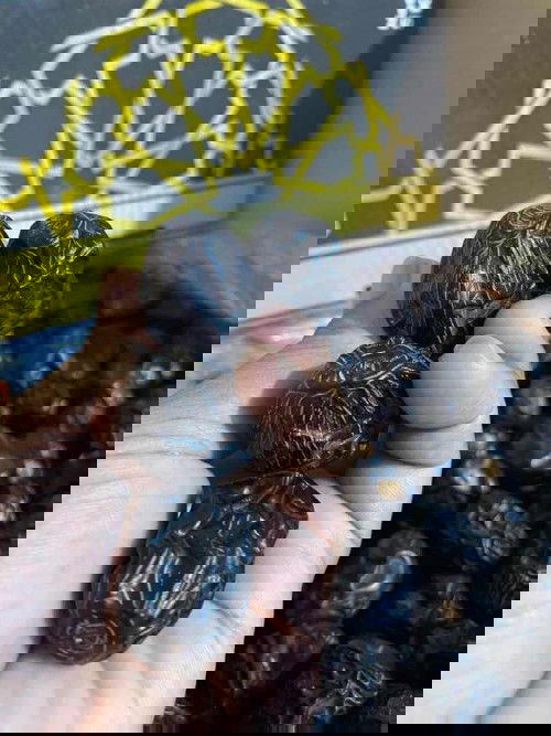 Jual Kurma Ajwa Aliyah