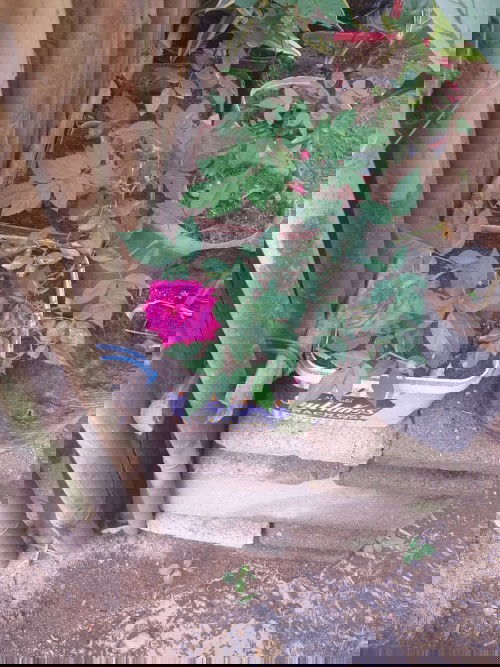 May lumalabas po na madulas na white mens sa akin.sign po ba yun na pwedi akong mabuntis?thanks po