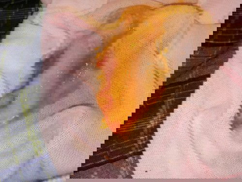 Warna pup berwarna merah