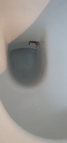 Spotting at 9 weeks plus